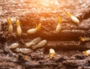 insecticide efficace termites attaquent poutre en bois