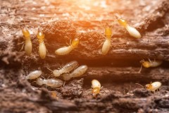 insecticide efficace termites attaquent poutre en bois