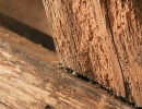traitement fongicide poutre en bois charpente