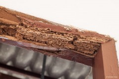 traitement preventif charpente en bois contre insectes xylophages