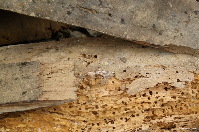 Dégât causés sur des bois mangés par les termites, vrillette, lyctus, capricorne et larves xylophages