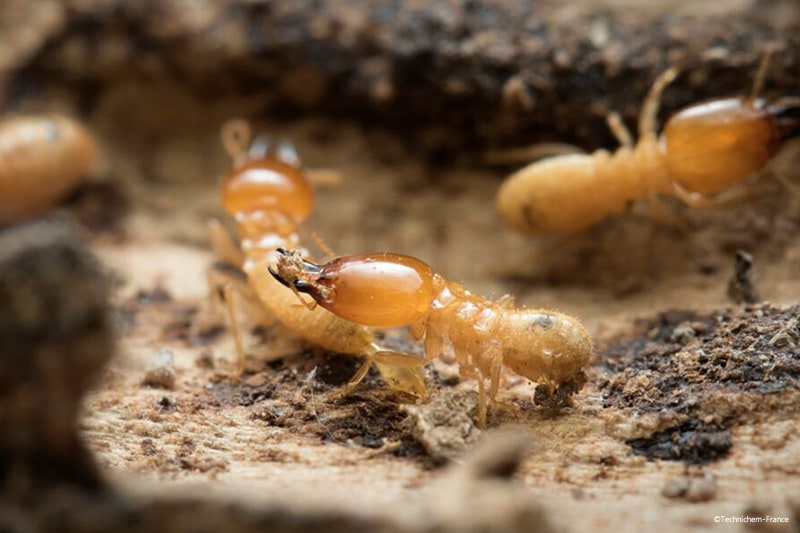 Produit 3 en 1 insecticide anti-termite fongicide pour l'élimination des termites et des larves mangeurs de bois