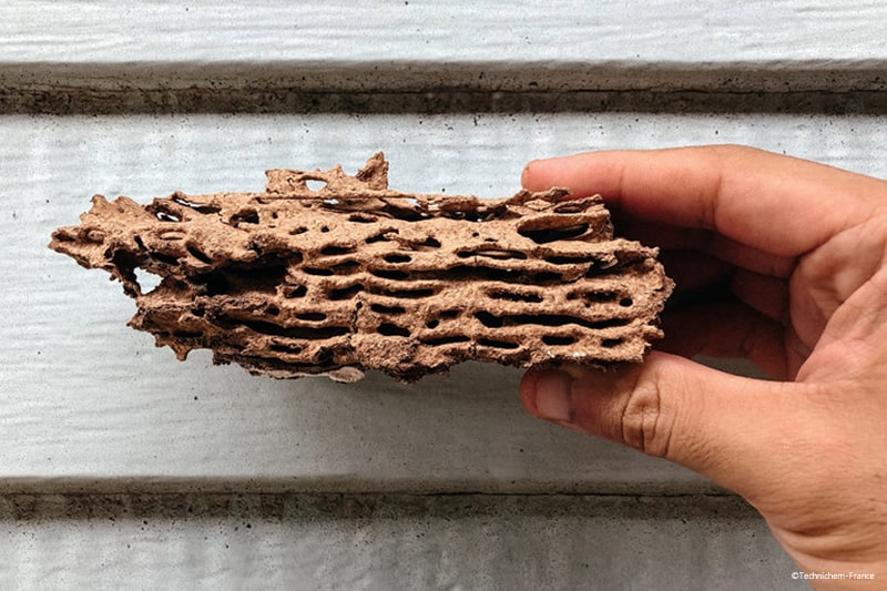 Cellulose des bois mangés par les termites, vrillette, lyctus, capricorne et larves xylophages
