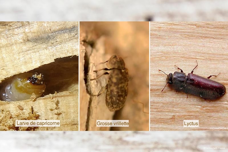 Produit 3 en 1 insecticide anti-termite fongicide tous usages pour l'élimination des insectes mangeurs de bois