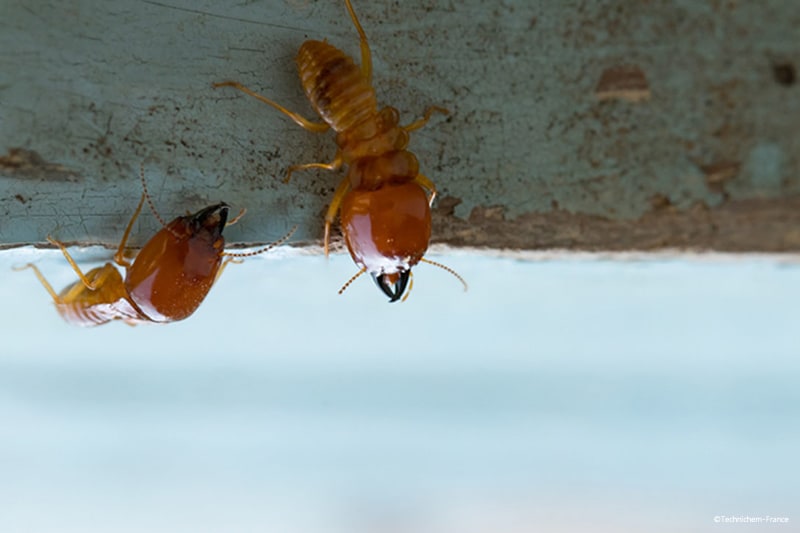 Fongicide tous usages sans CERTIBIOCIDE prêt à l'emploi efficace pour l'élimination des termites
