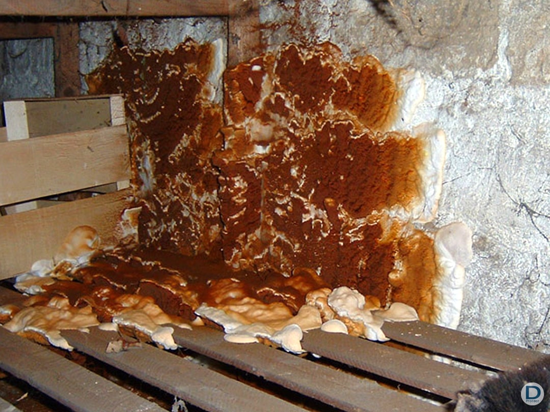 Expertise technique sauvetage bâtiment Dony Protect